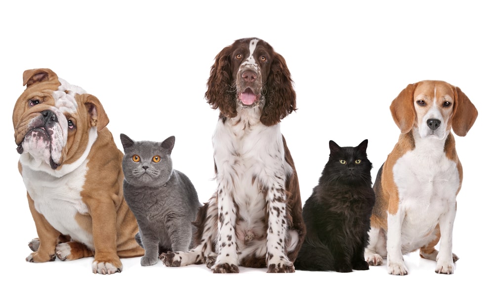 custody lawyer